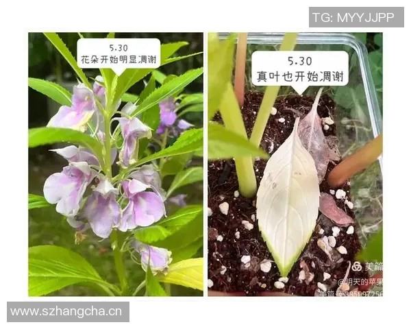花卉种植技巧与环境优化实践探讨 如何提高植物生长质量和花卉产量